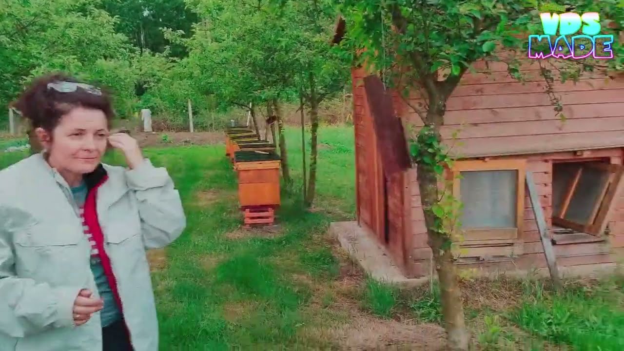 Ciekawostki o pszczołach🐝1# Jak zwabić rozproszony rój pszczół
