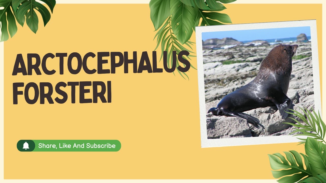 🔍 New Zealand Fur Seal: The Ocean’s Agile Hunter | Amazing Planet 🌊