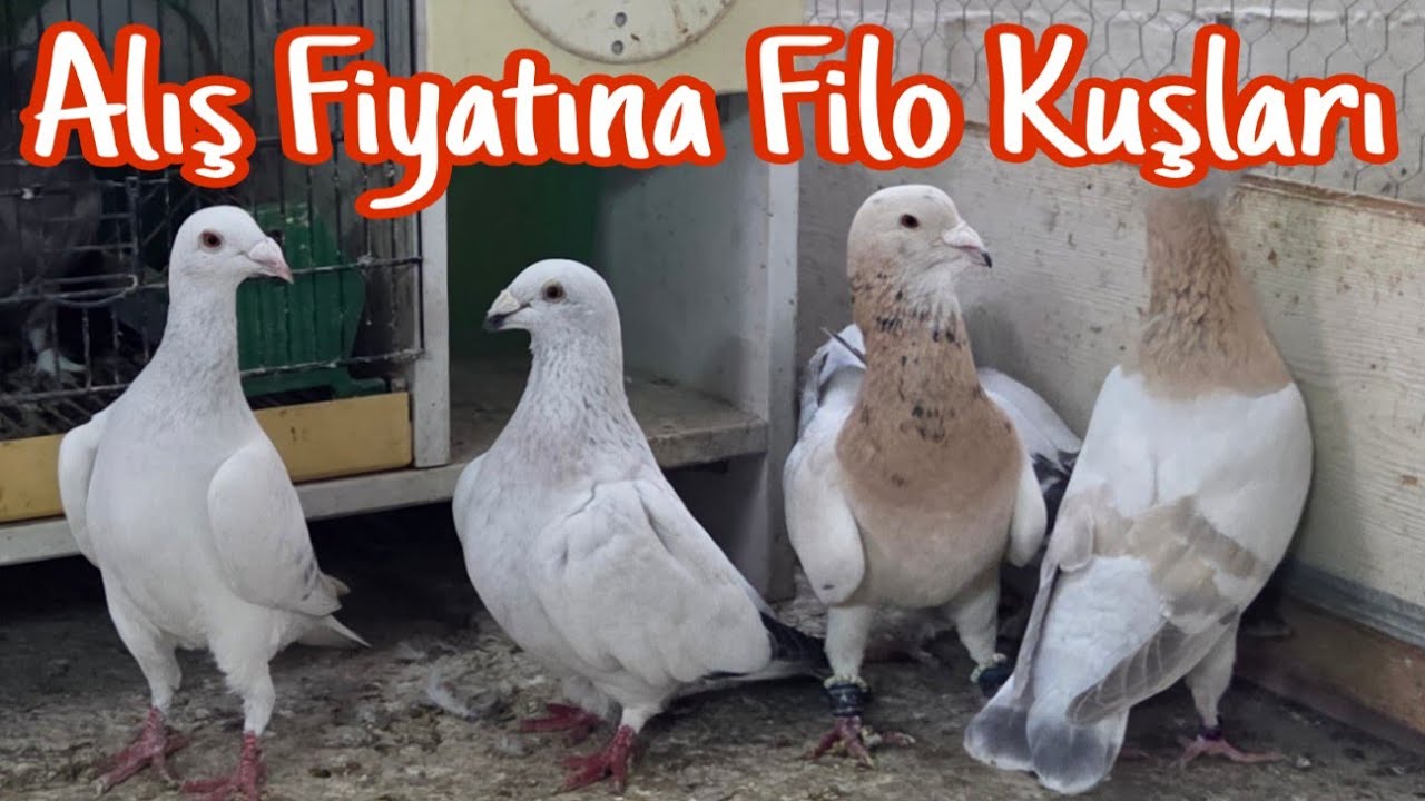 Alış Fiyatına Filo Kuşları. 