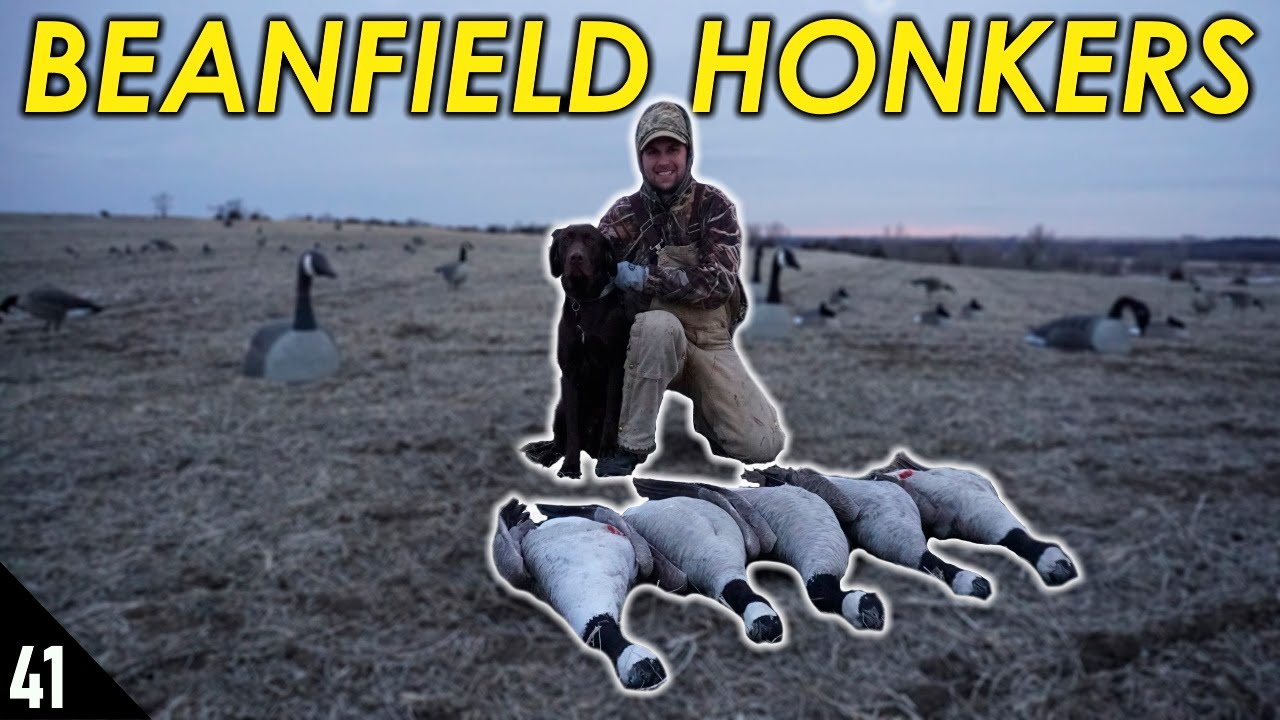 First Geese Out Of the A-Frame | Field Goose Hunting 2020