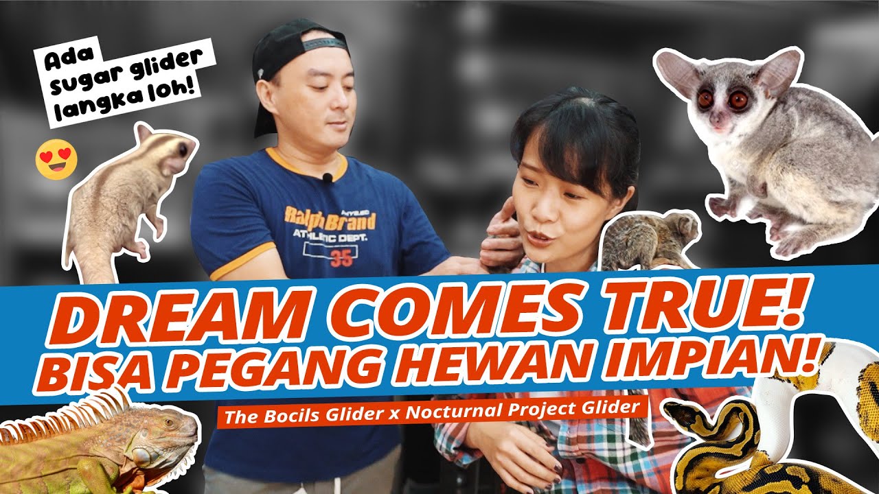 Gerebek Koleksi NOCTURNAL PROJECT GLIDER | Sugar Glider Lucu & Hewan Eksotis Ada di Sini