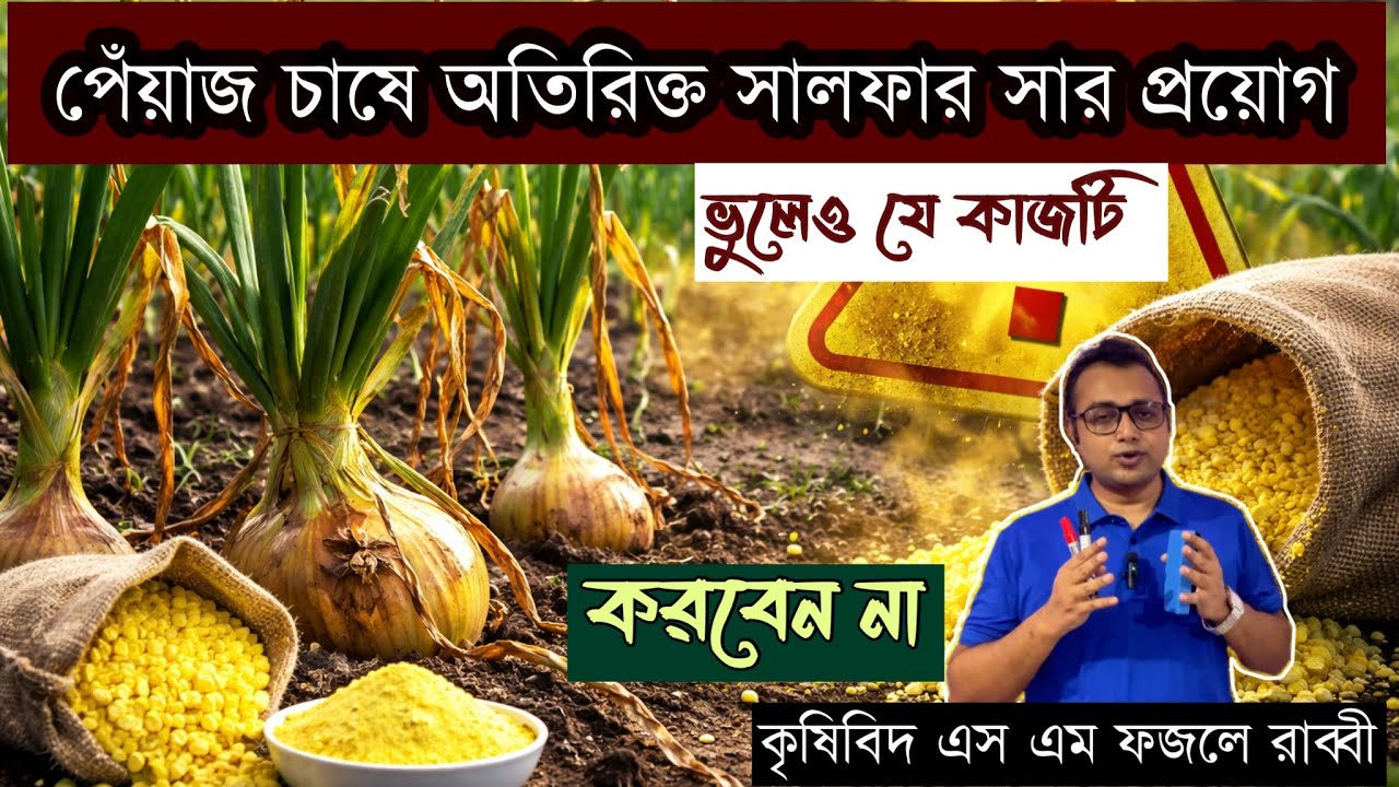পেঁয়াজ চাষে অতিরিক্ত সালফার সার প্রয়োগ করলে কী হয়? | ফলন কমে যাওয়ার আসল কারণ ||