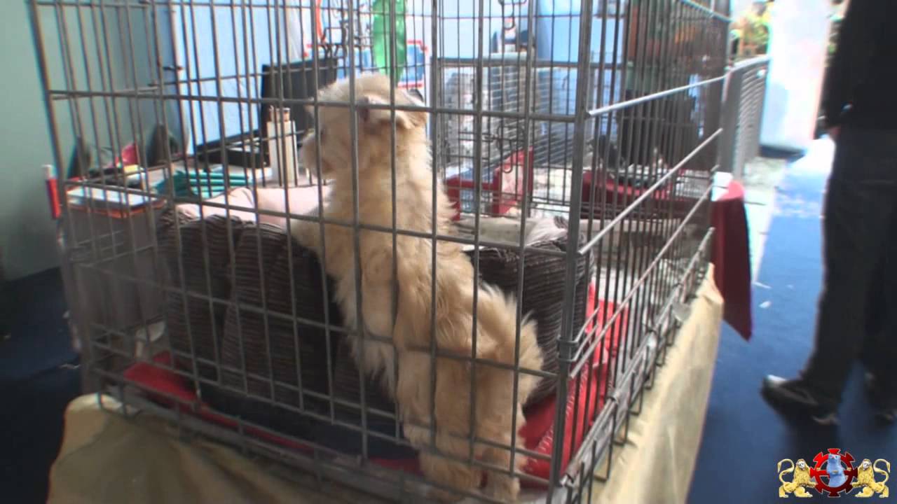 Chiens Chats et Nouveaux Animaux de Compagnie au Salon Animalia de Mulhouse
