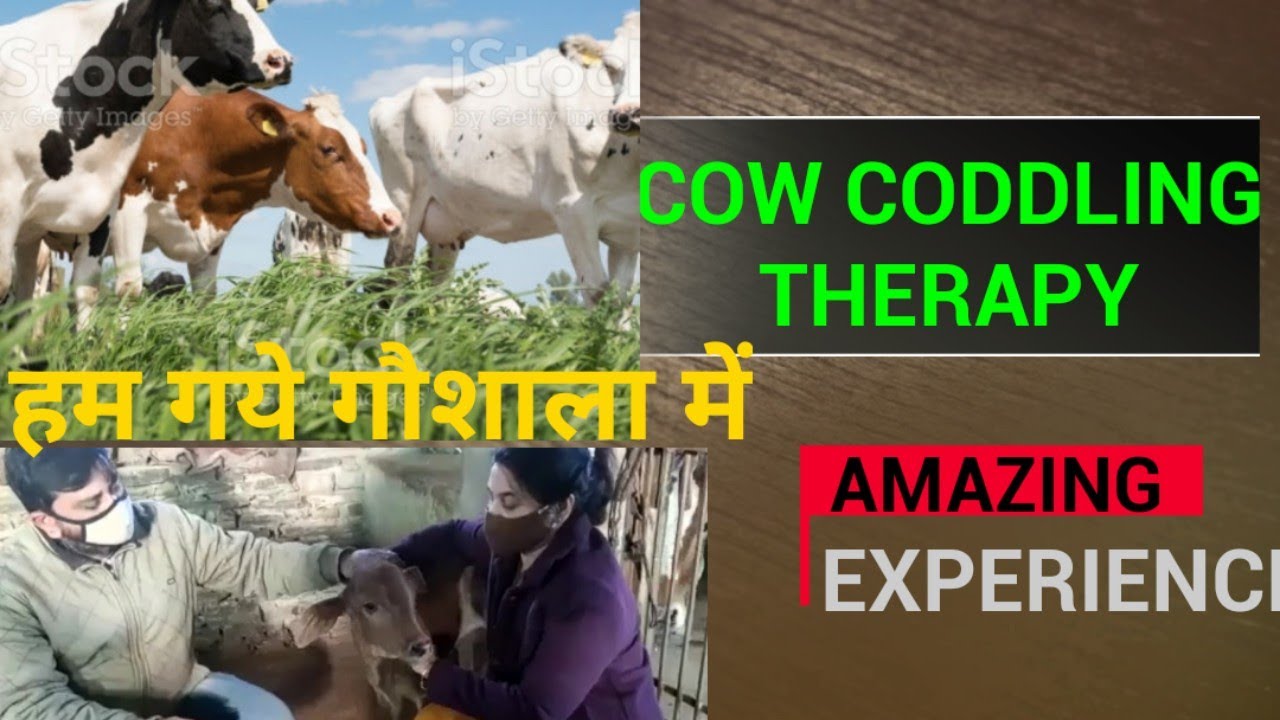 how to do cow cuddling therapy ❤️ | meditation