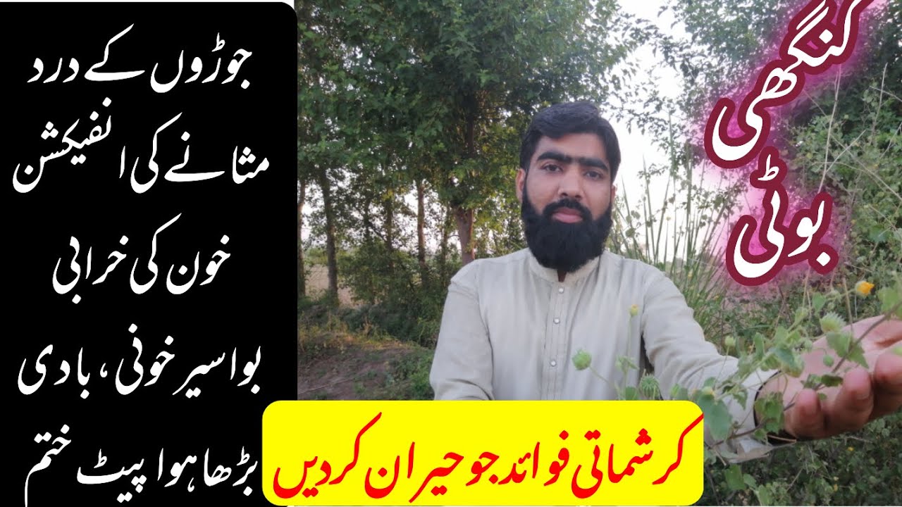 Kanghi boti ke fayde or pehchan | contry mallow in urdu | introduction of herbs | کنگھی بوٹی |