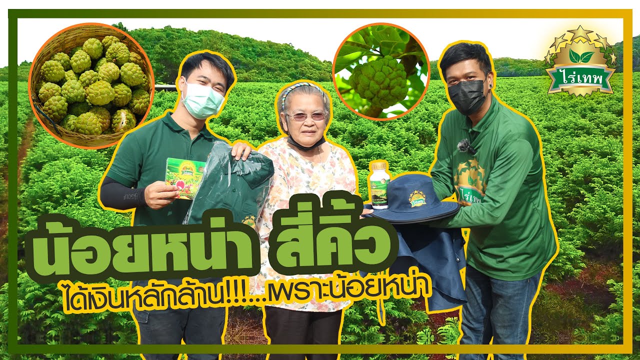 วิธีปลูกน้อยหน่าให้ได้เงินล้านป้าแหววV95  #เกษตร #เกษตรผสมผสาน #น้อยหน่า #ไร่เทพ สั่งซื้อ0982808200