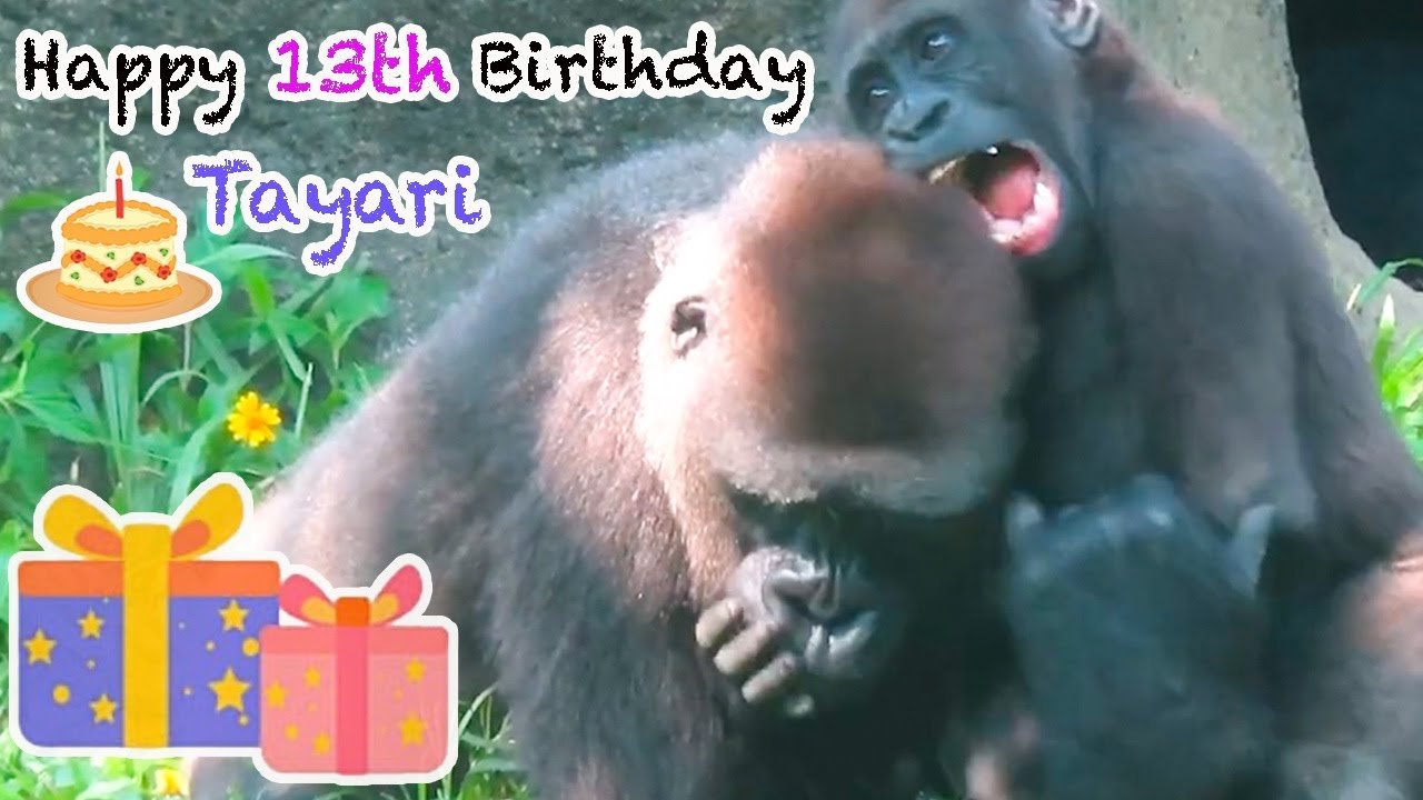 🎂🎁金剛猩猩Tayari十三歲生日快樂🦍💕Happy 13th Birthday to gorilla Tayari#金剛猩猩 #gorilla