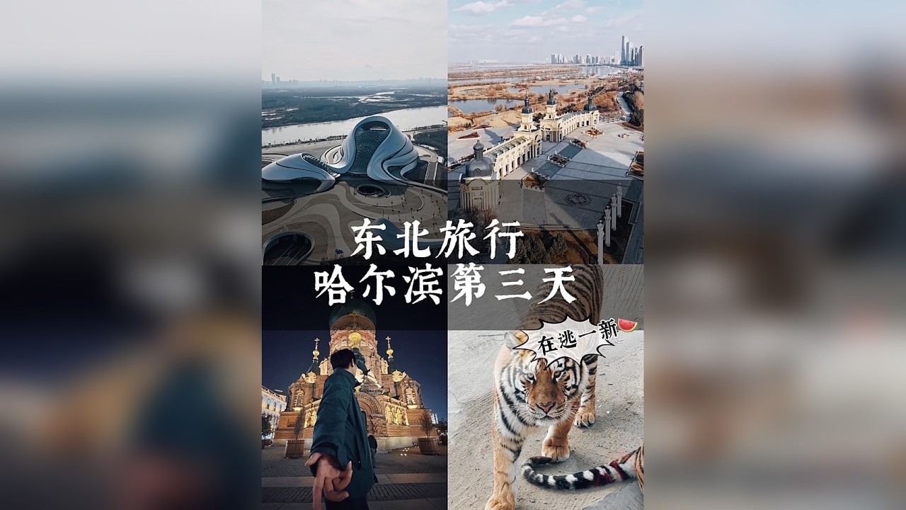 东北大环线，在东北虎林园喂老虎，坐上前往漠河 17个小时的雪国列车