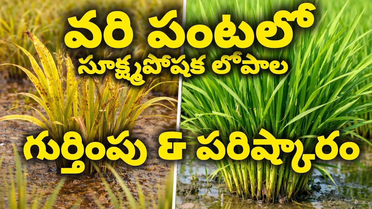వరి పంటలో సూక్ష్మ పోషక లోపాల గుర్తింపు & పరిష్కారం | Rice Micronutrient Deficiency Telugu 