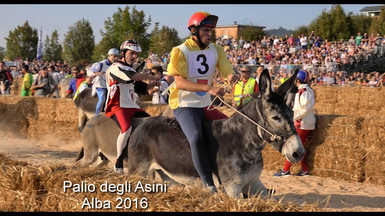 Palio degli Asini Alba 2016, Donkey Palio of Alba, Italy, Donkey race.