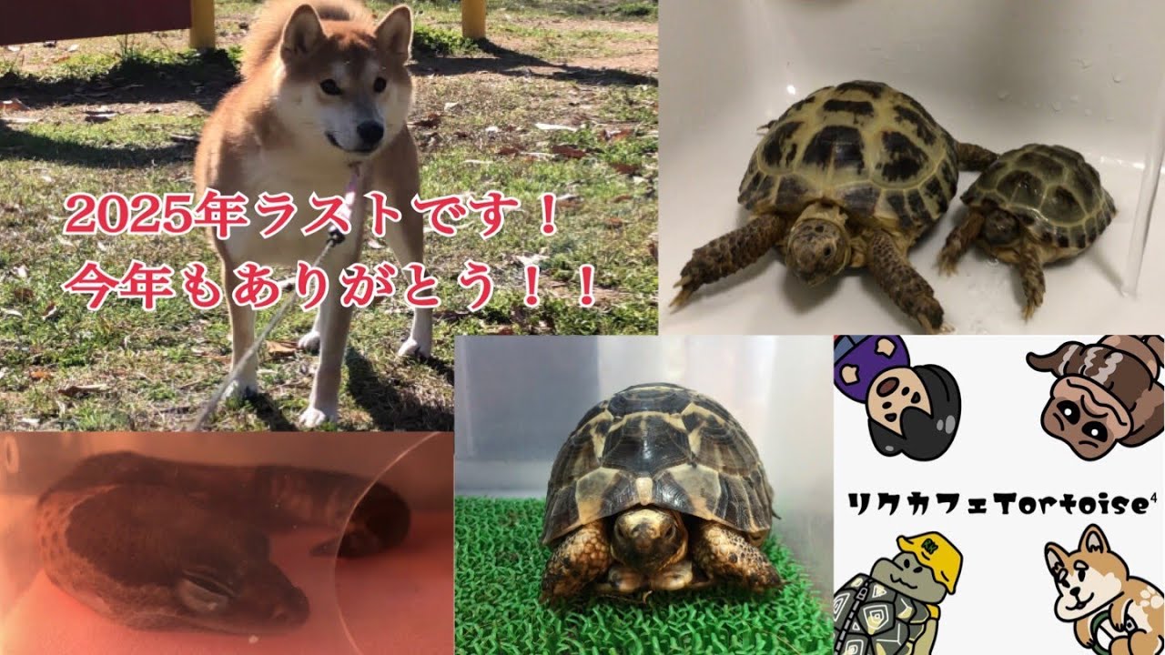 #83 2025年もありがとうございました！2026年も"リクカフェTortoise⁴"をよろしくお願いします！！