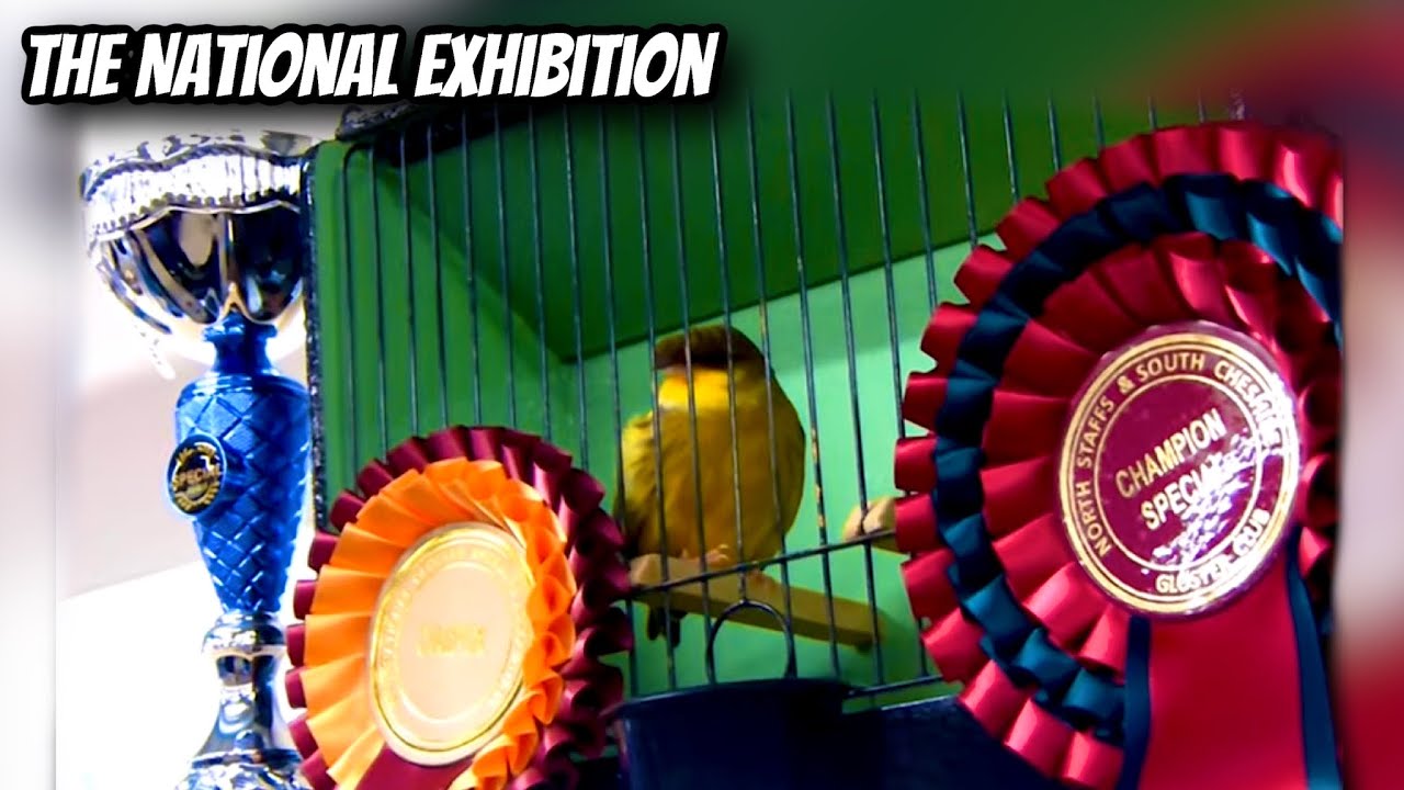 Stafford National Exhibition 2022 - BIRD SHOW