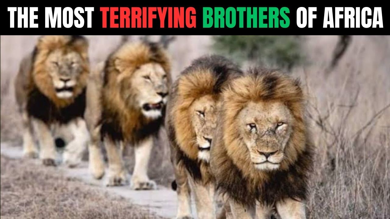 They Were STARVING and HOMELESS... Then 4 Brothers Became Africa's Most DANGEROUS Coalition