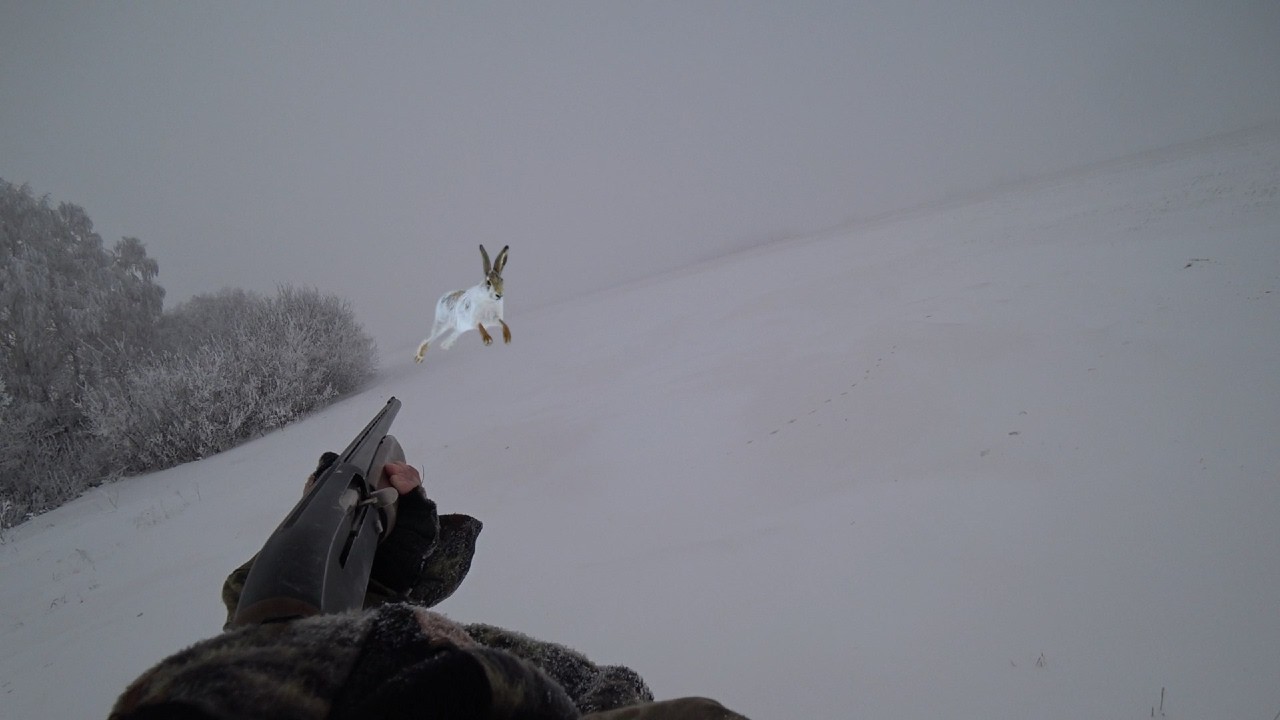 Охота на ЗАЙЦА в ТУМАН!!!Последний заяц СЕЗОНА 2026!!!  #охотаназайца #hunting #заяц #русак