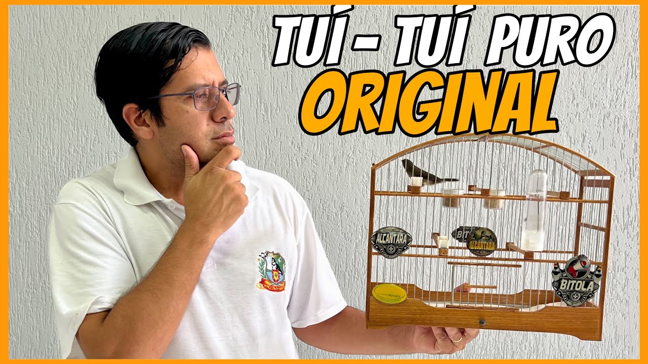 COMO LIMPA O CANTO TUÍ-TUÍ DO COLEIRO PAPA-CAPIM PARDO Part3