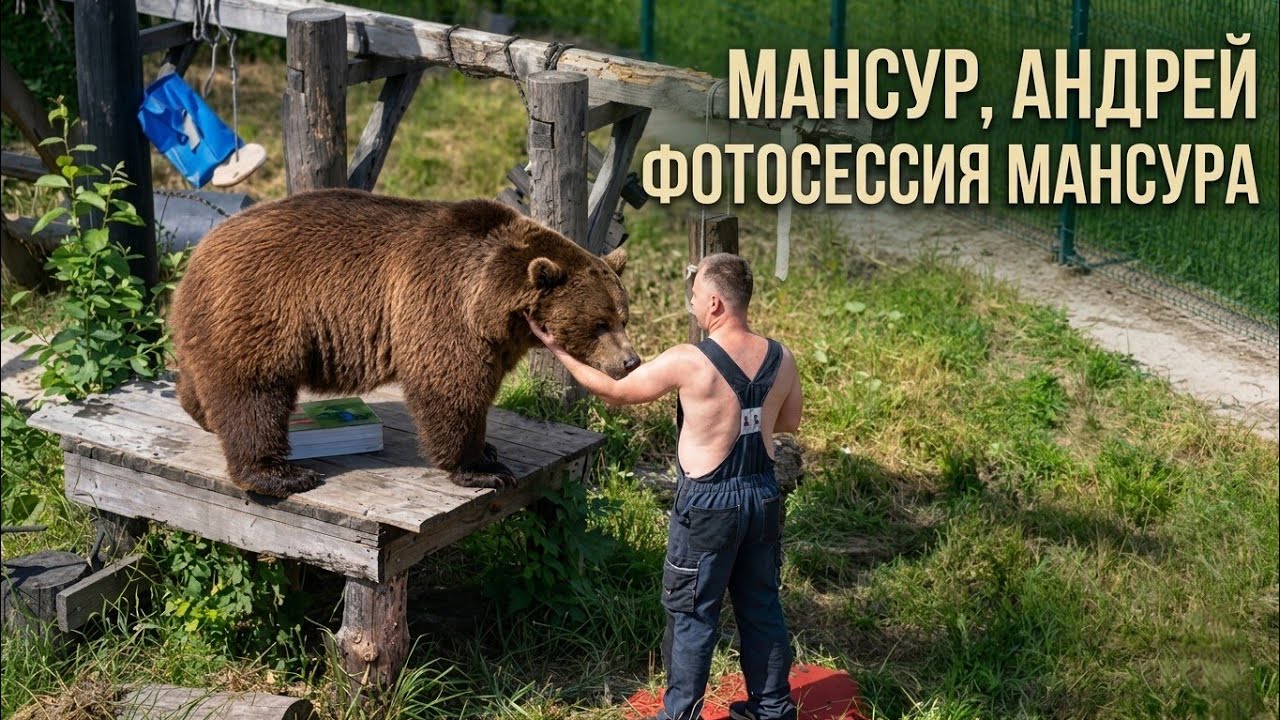 Мансурка снова на фотосессии/ Mansurka, back at the photo shoot 🐻📸 9.08.25г