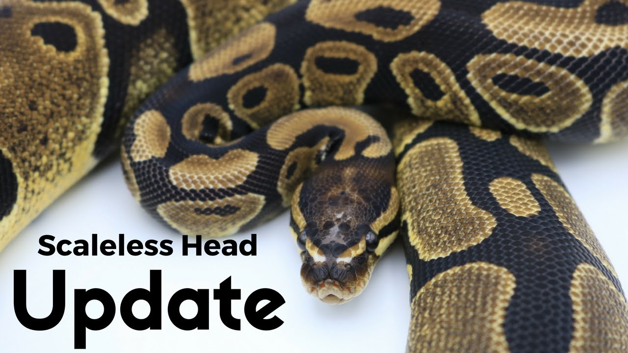 Scaleless Head Ball Python (Update)