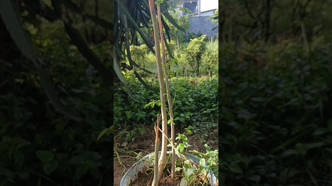 A brief introduction to growing Moringa oleifera#Moringa oleifera#agri cambo