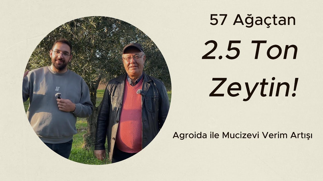 3 Yıldır Verim Alınmayan 57 Ağaçtan 2.5 Ton Zeytin! Agroida ile Mucizevi Verim Artışı