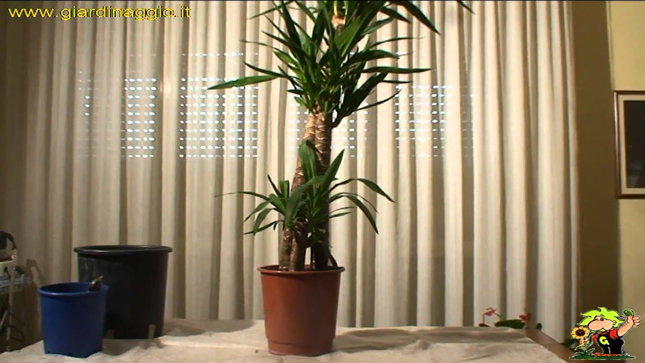 la yucca