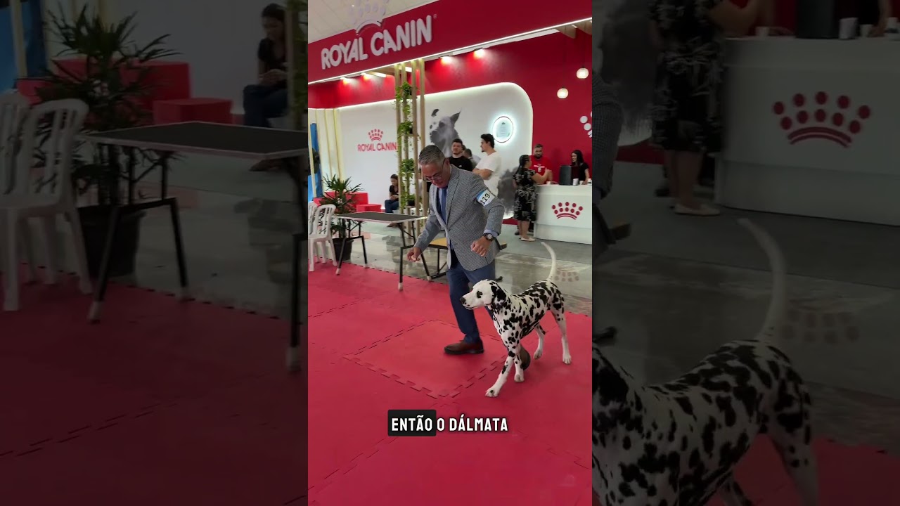 Grupo 6 - Sabujos e Rastreadores ( Scenthounds) exposi&ccedil;&atilde;o da CBKC