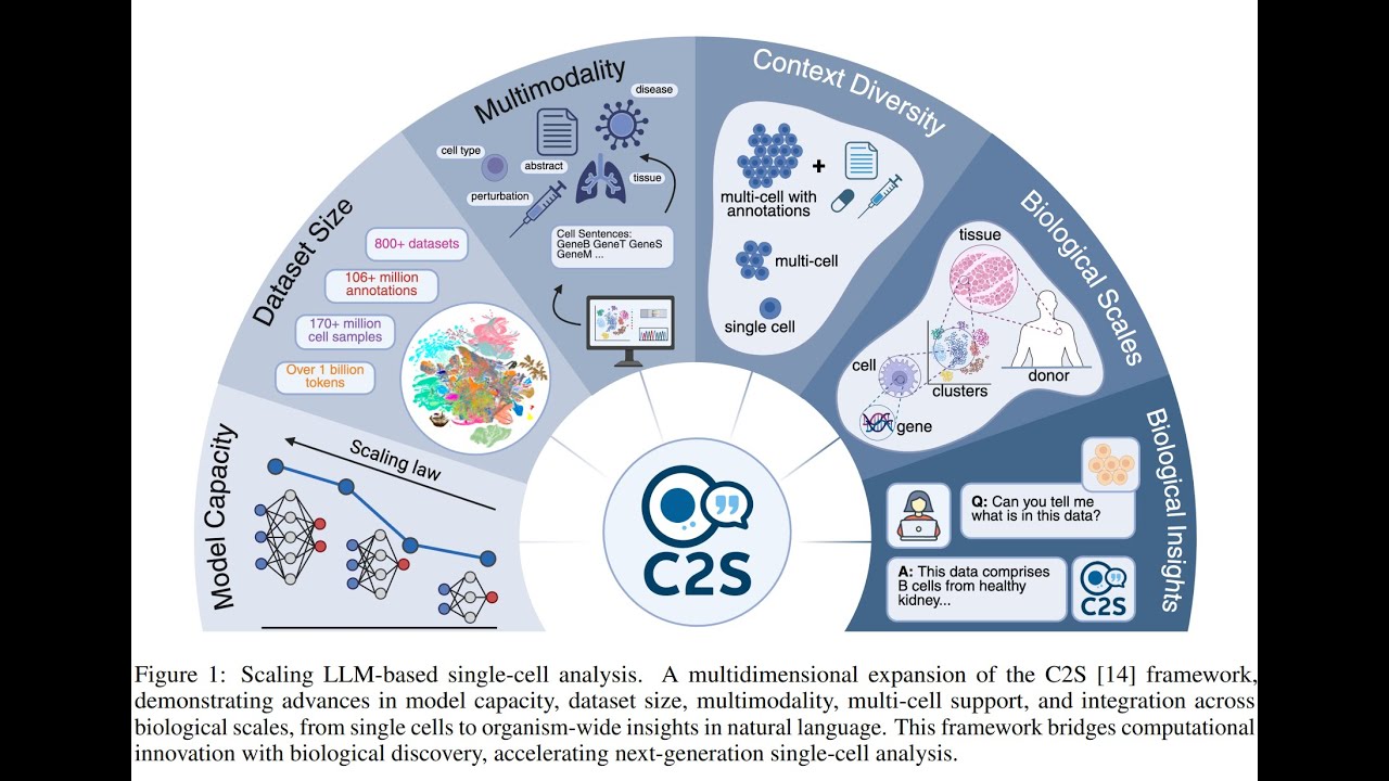 Cell2Sentence (C2S) #deepmind #google #yale