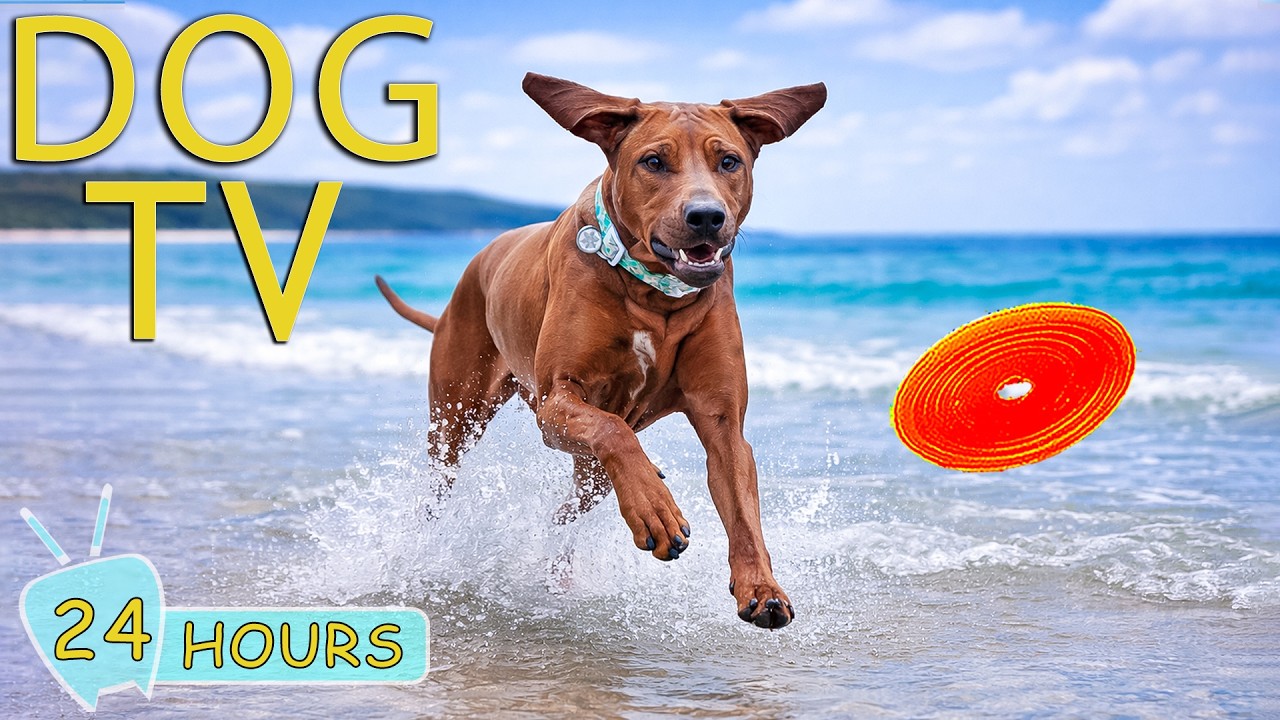 DOG TV: Videos Entertain All Day for Dogs When Home Alone - Anti-Stress & Relax Music for Dogs