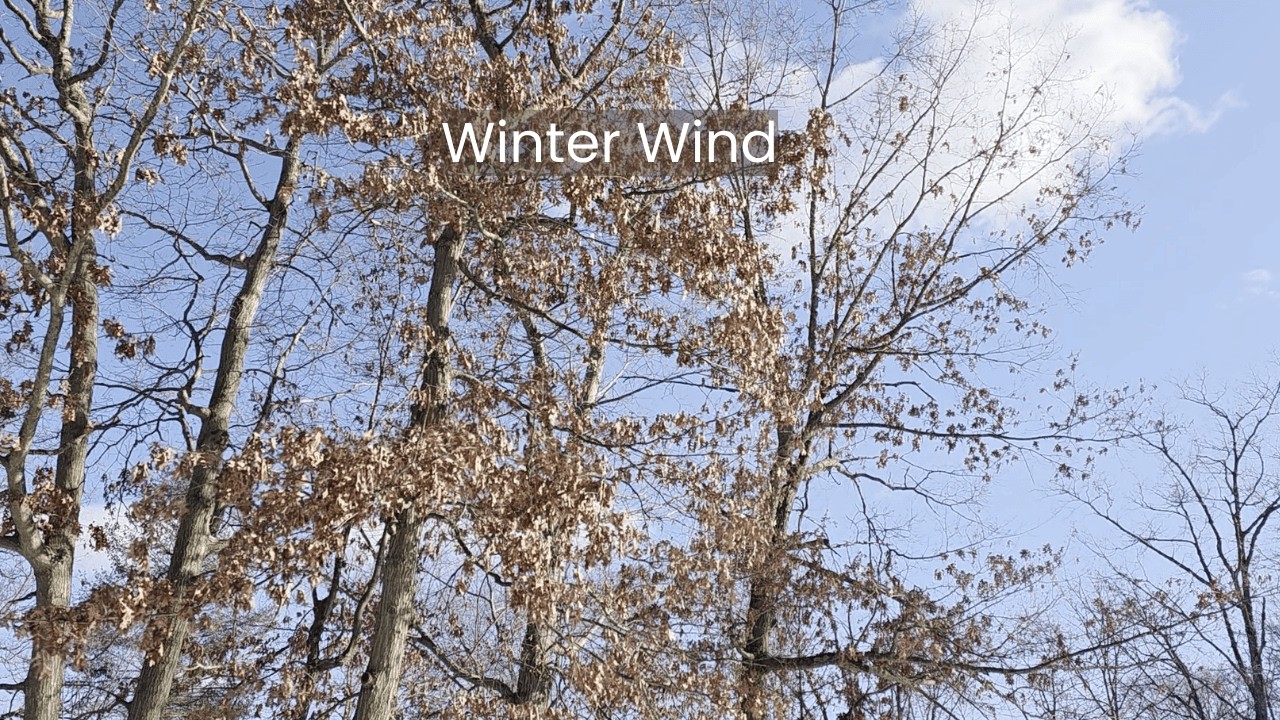 Wind Through Winter Trees Under a Blue Sky