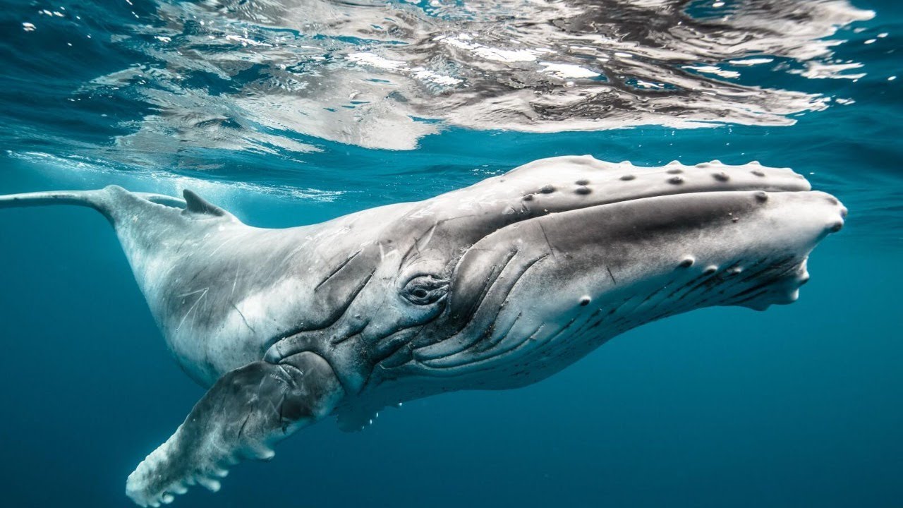 Earth LIVE Lesson with Karim Iliya : Dancing with Whales