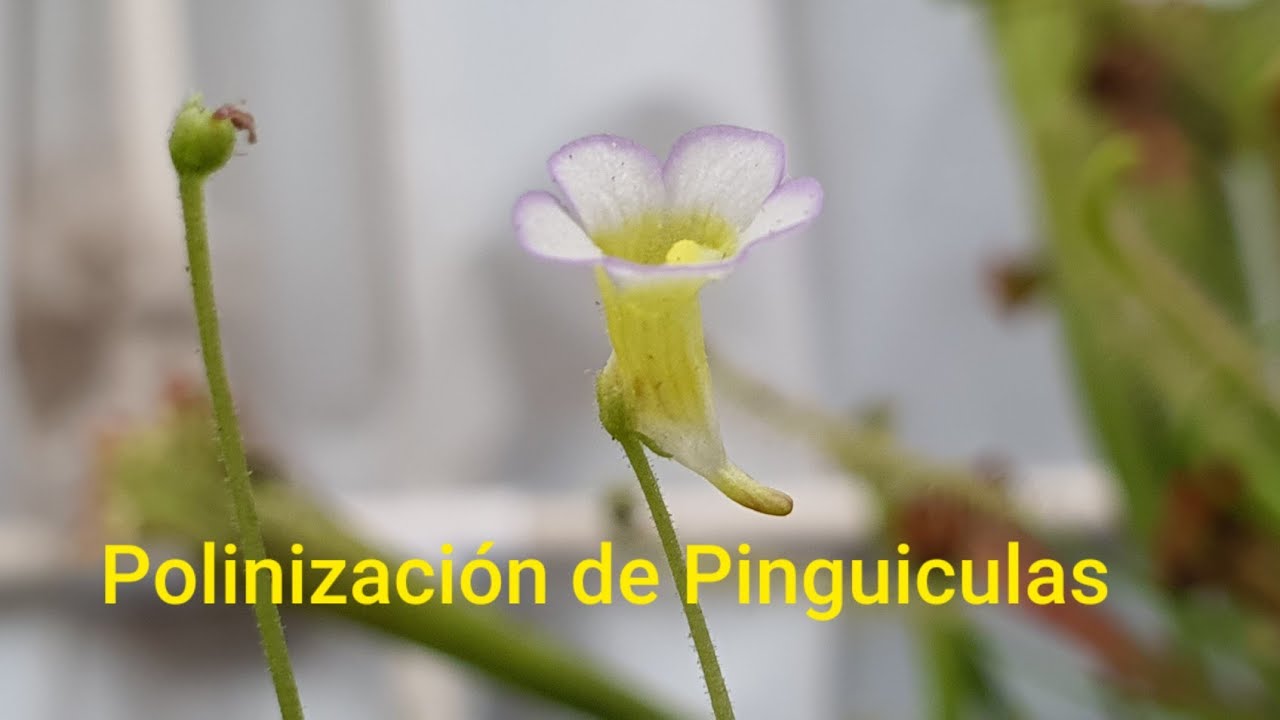 Plantas Carnívoras - Polinización de Pingüiculas