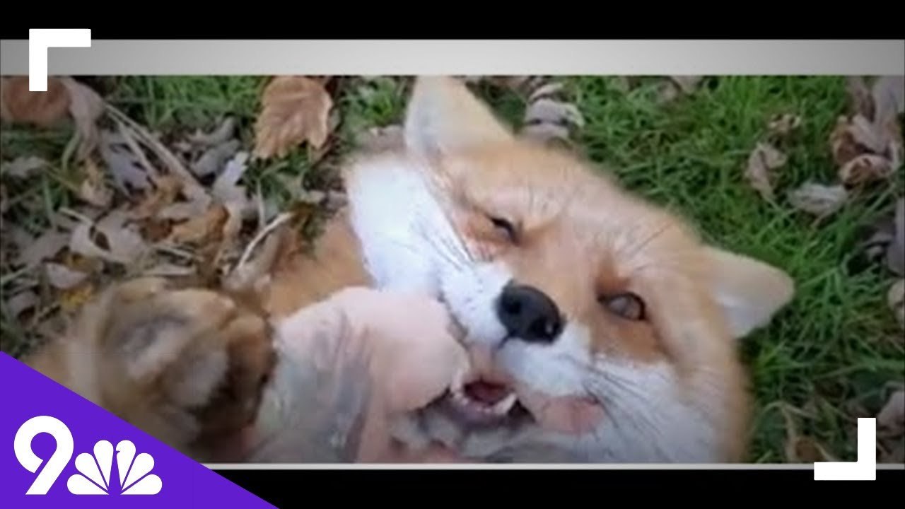 Giggling foxes