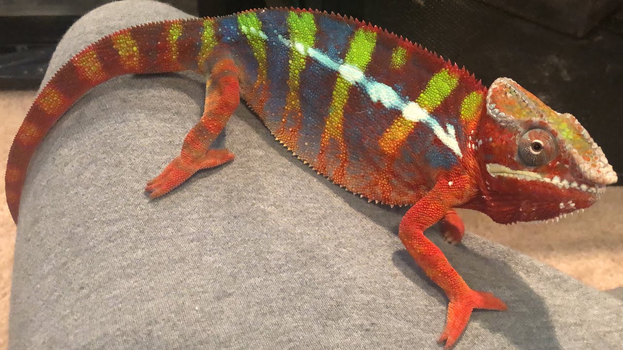 Alimentando meus animais !