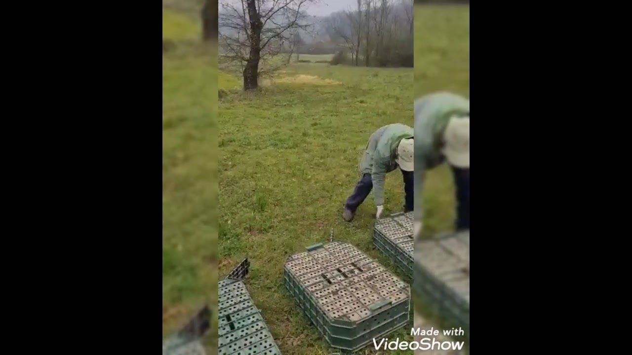 Ripopolamenti Fagiani riproduttori ATC FR1