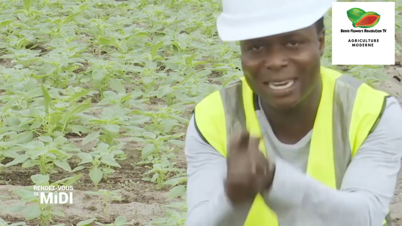 Comment gagner en 21jours avec l'amarante ?
