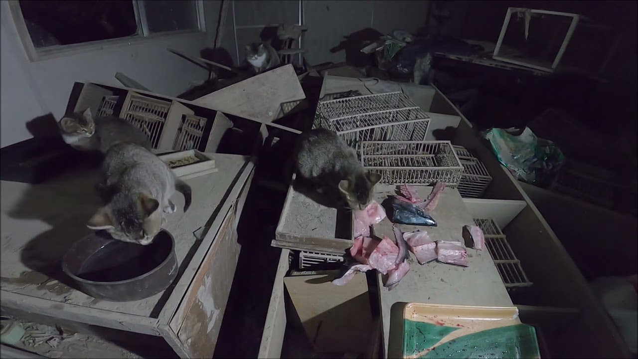 1月19日　猫初めての生魚に驚く
