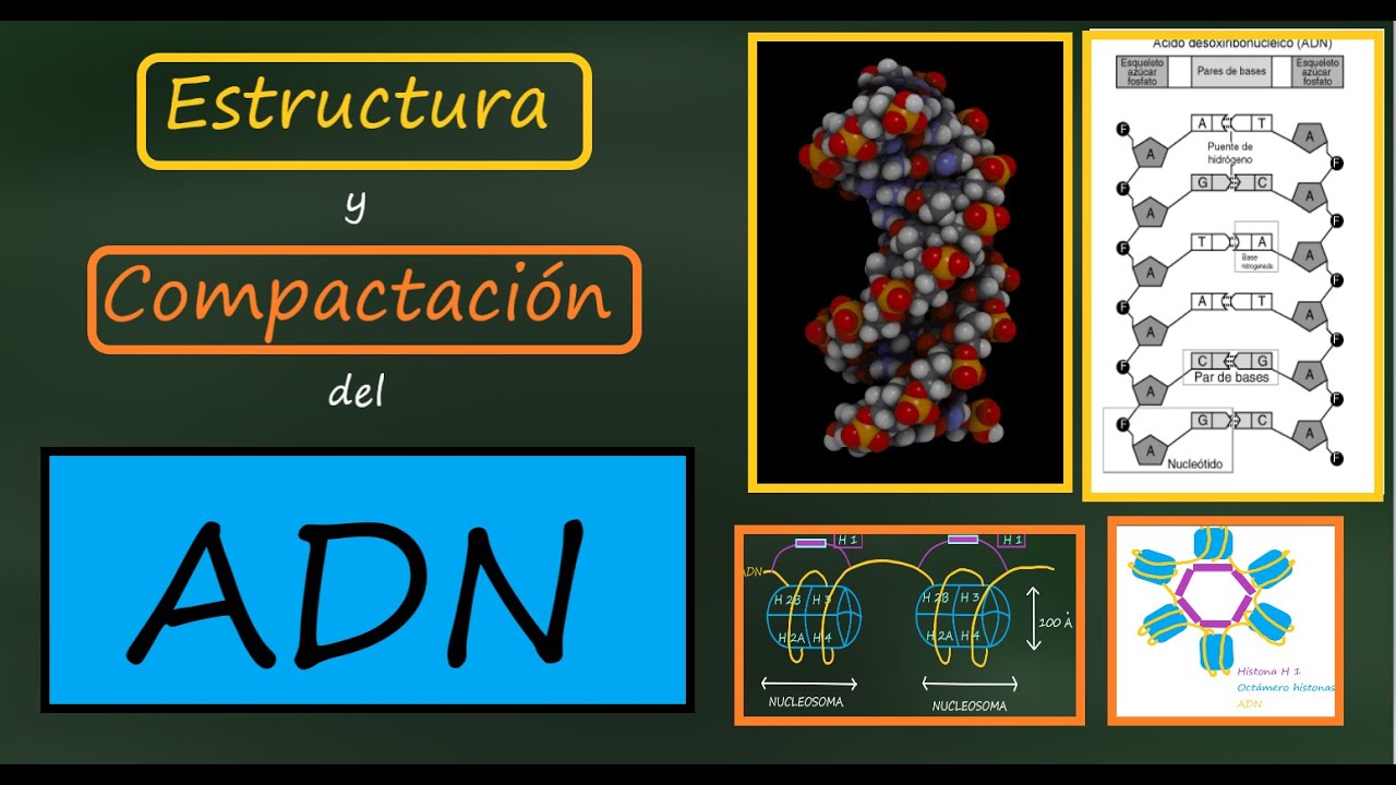 Estructura del ADN. Explicación Sencilla. La Doble Hélice de Watson y Crick. Cromatina y Cromosomas.
