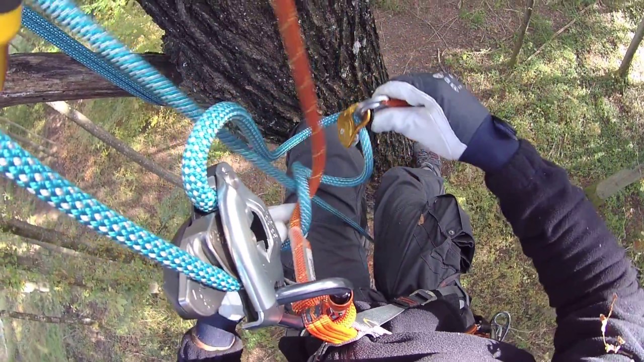 Remontée sur corde avec matériel d'escalade Petzl - Tree climbing with Petzl