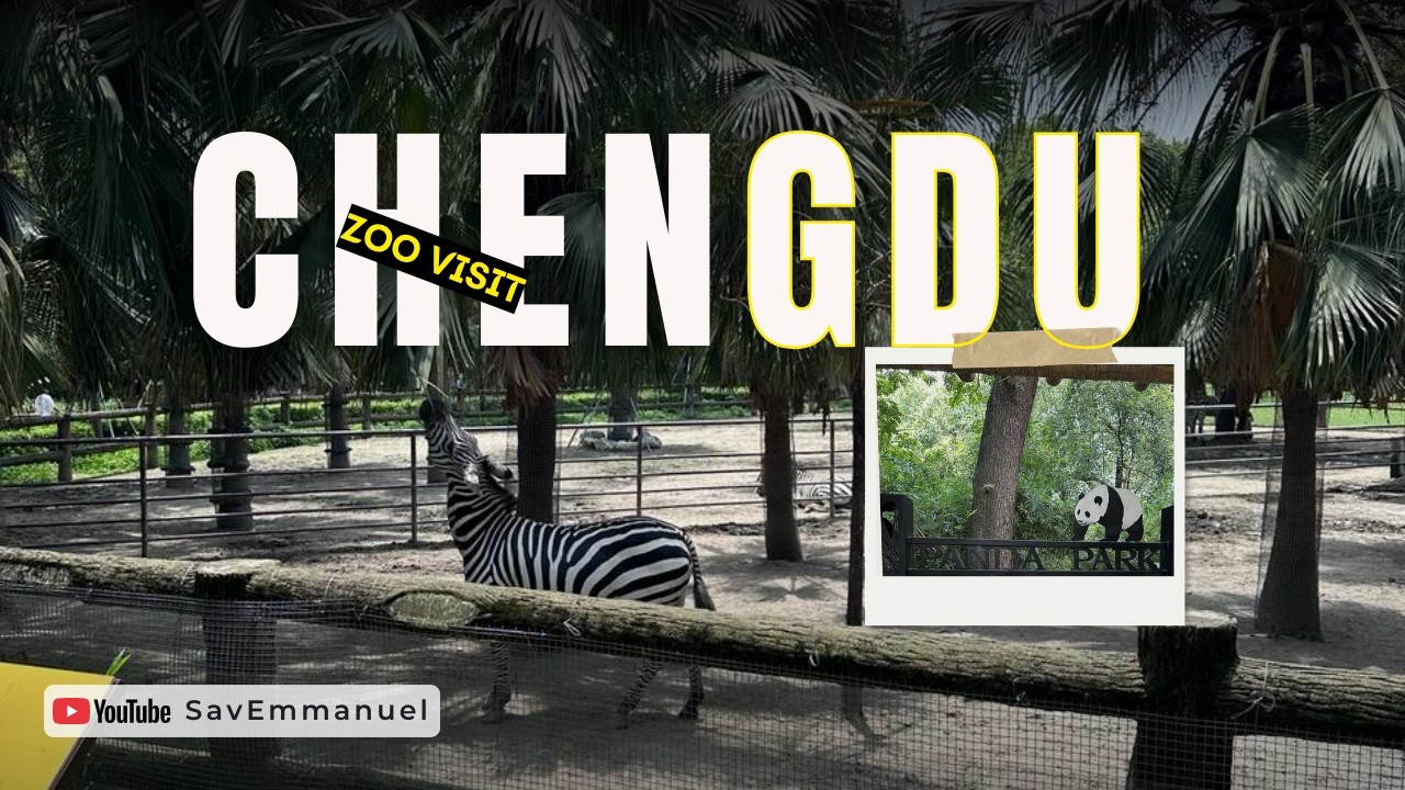 I Finally Saw Pandas in Chengdu 🐼 | Chengdu Zoo Vlog