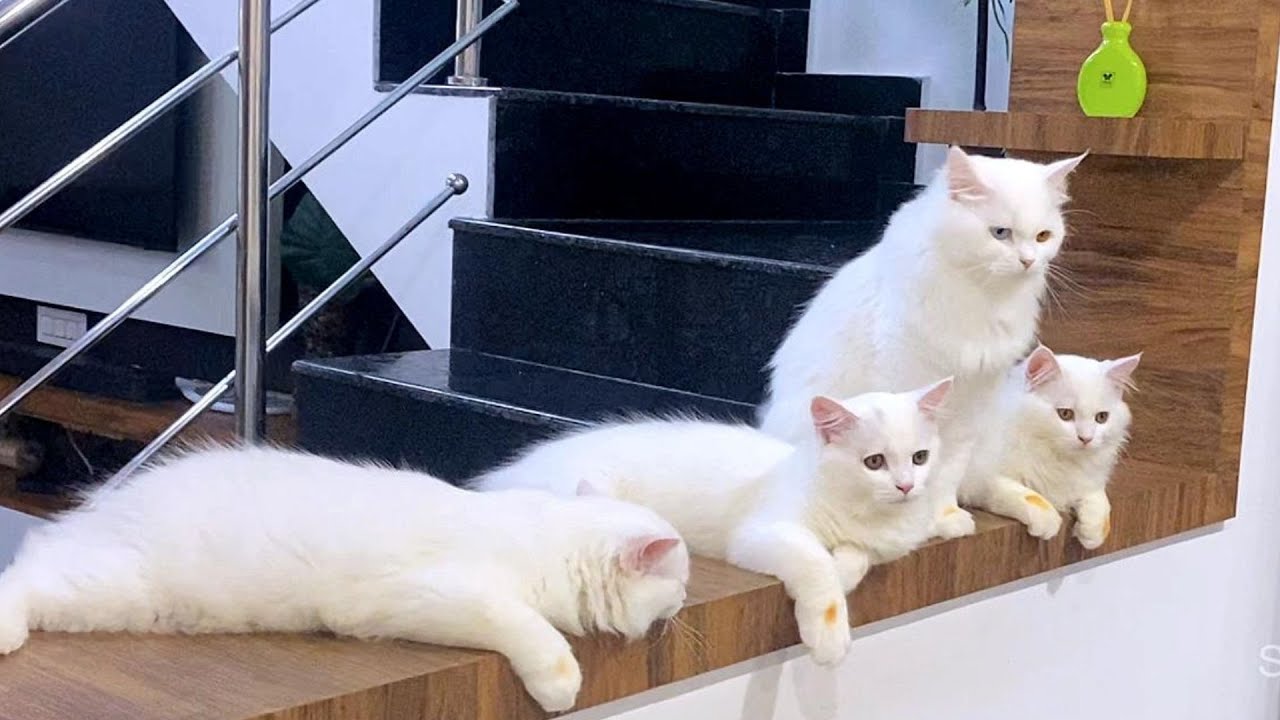 Ivangaluku🙄punishment kudukalama❓