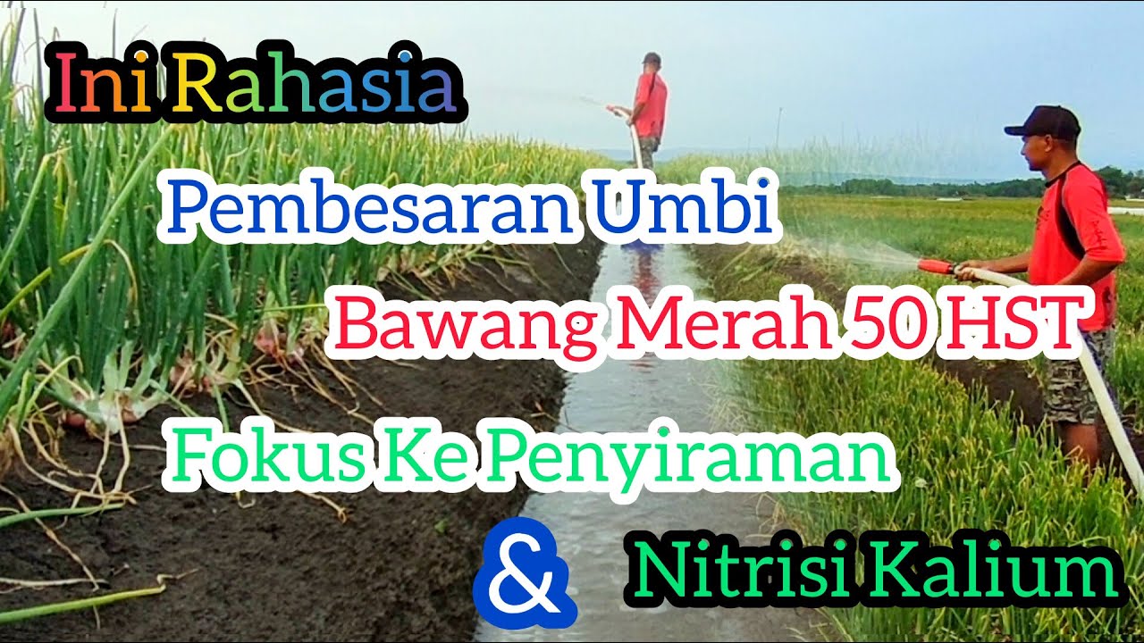INI RAHASIA !!!PEMBESARAN UMBI BAWANG MERAH UMUR 50 HST,FOKUS KE PENYIRAMAN DAN PEMASUKAN NUTRISI