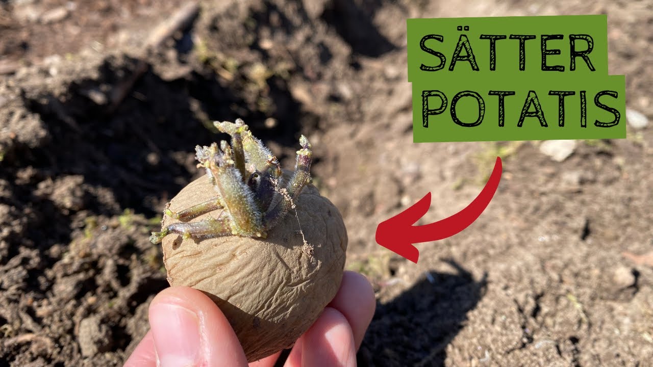 Sätta POTATIS - kupar jorden i bädden för att sätta de groddade potatisarna i mitten av april