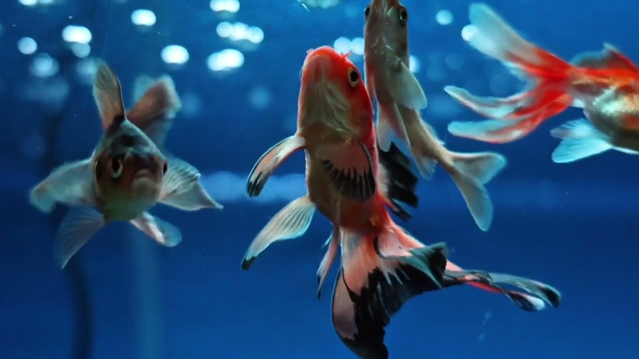 Aquarium Fish TV for Cats| Calming Underwater Video with Soft Piano & Ocean Waves | Ambience