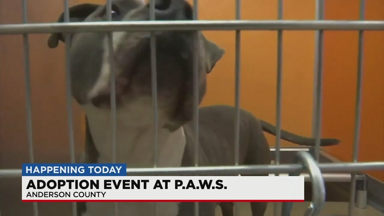Anderson County P.A.W.S holds adoption event