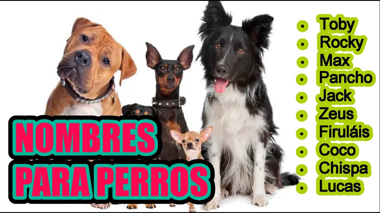 Nombres para perros machos.🦮🐕‍🦺🐩