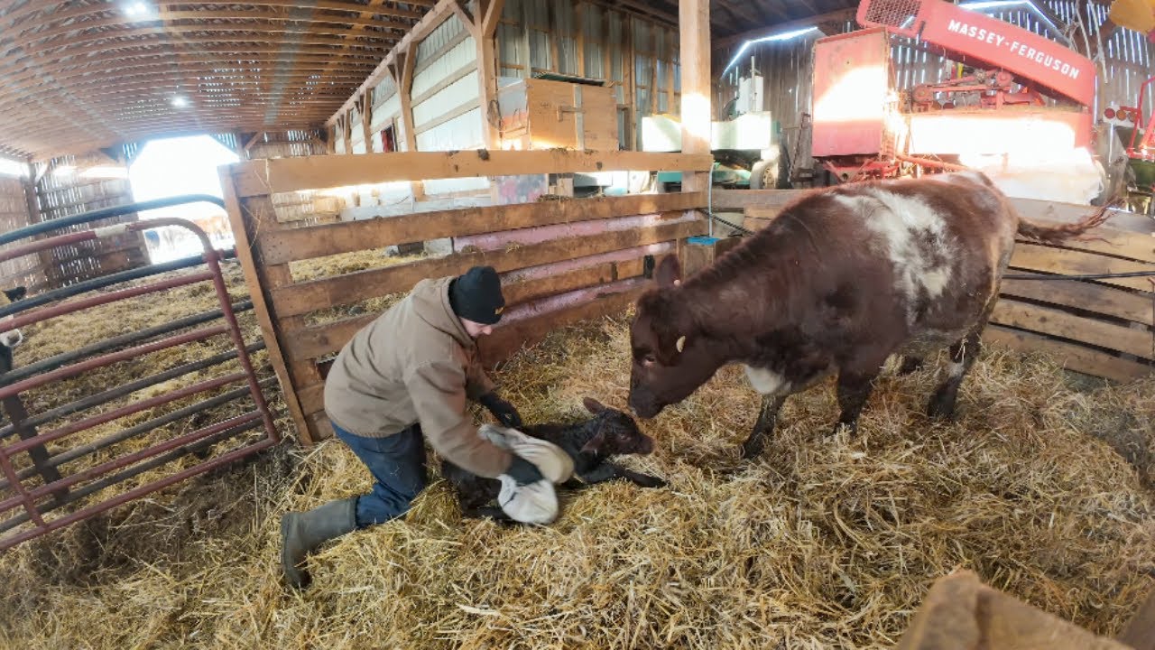 Double vêlage en une seule matinée à la ferme !