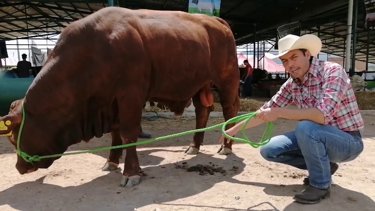 🐂 ¿Cómo seleccionar un semental?