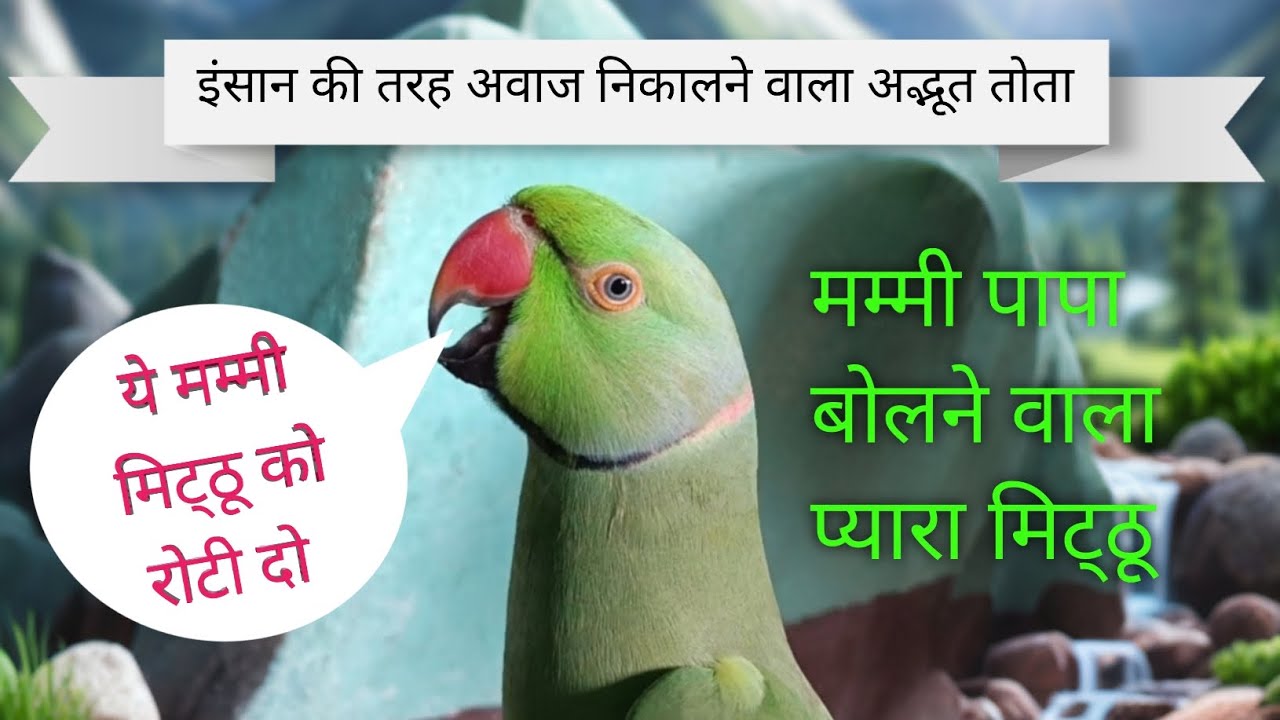 Parrot talking mummy mithu ko roti do🥰mummy papa bolane wala Mitthu😱cute parrot video🦜Mitthu Mithu 🦜