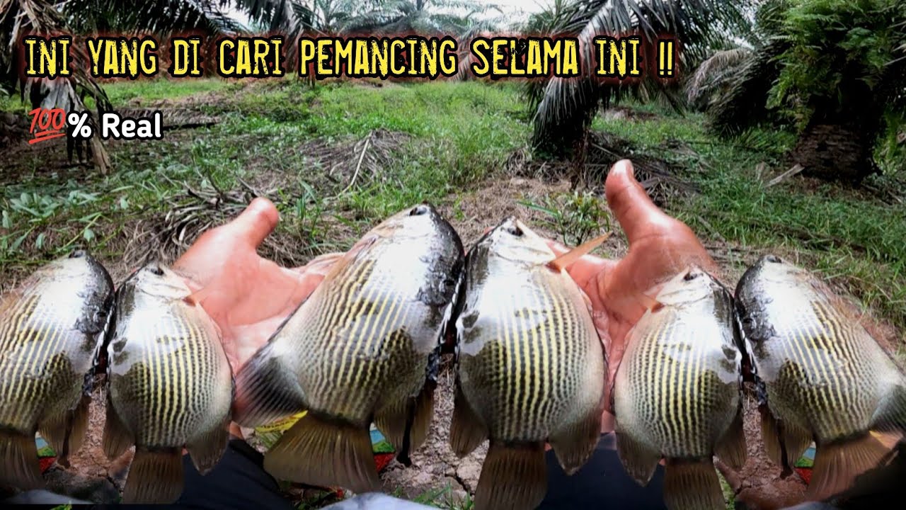 CARA MEMBUAT UMPAN IKAN TEMBAKANG/BIAWAN LANGSUNG BUKTIKAN!!