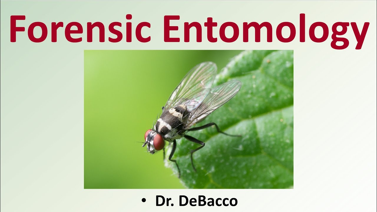 Forensic Entomology