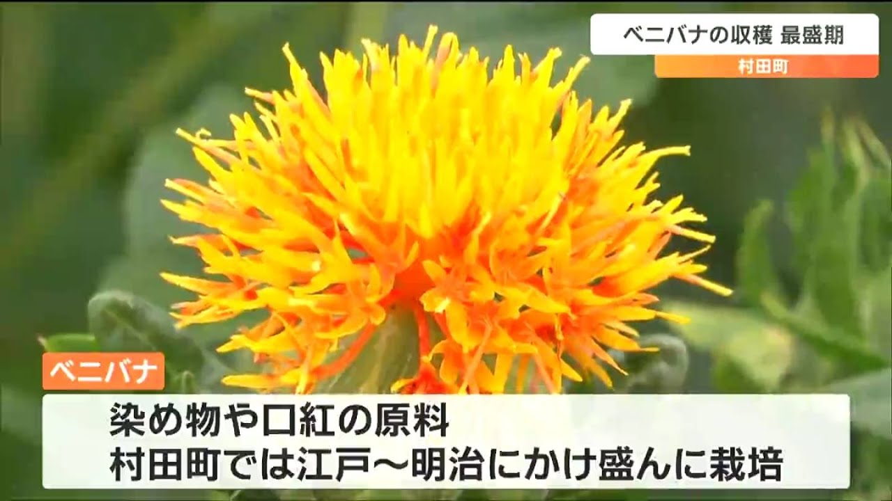 「花が黄色から赤に変わるところが魅力」鑑賞用“ベニバナ”の収穫が最盛期　宮城・村田町